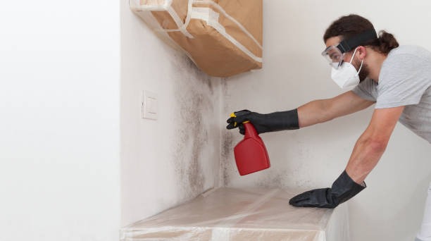 Professional Mold Removal technician working in Sharon, MA