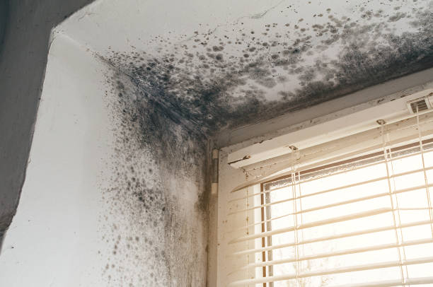 Affordable Mold Removal solutions in Sharon, MA